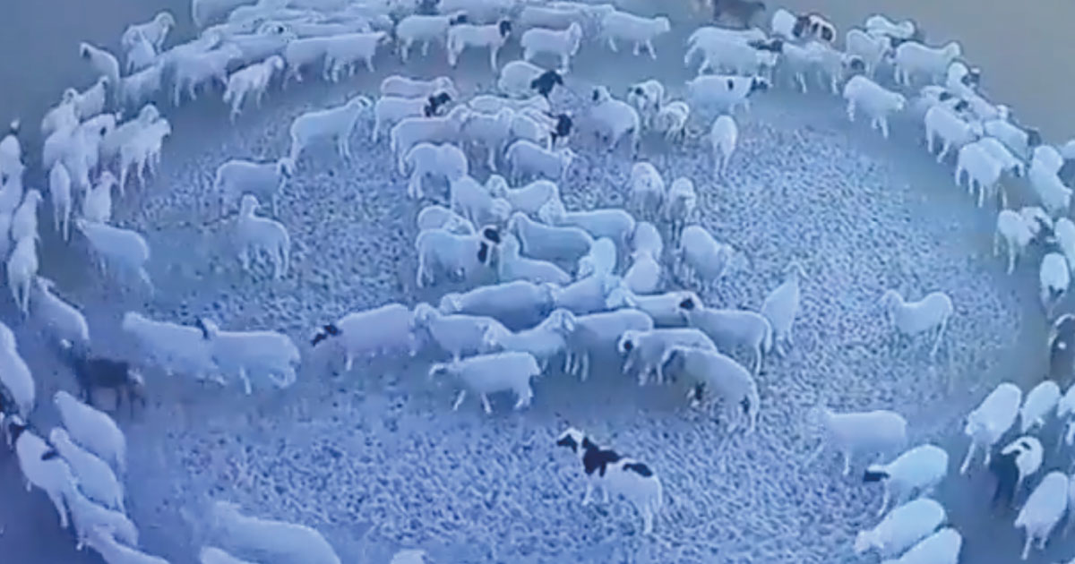 misterio ovejas caminan en circulo portal cada dia mejor tv web